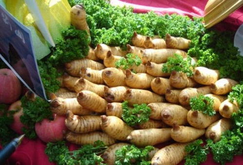 大山里的一種草,沒有葉子沒有花,有人種它畝賺10萬