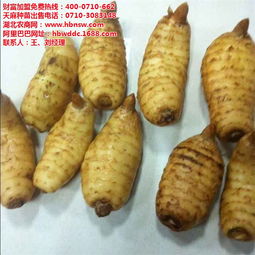 天麻頭 種植招商加盟 已認證 禮縣天麻高清圖片 高清大圖