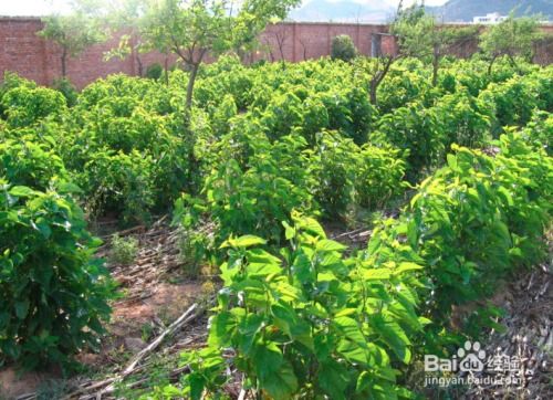 天麻的種植方法