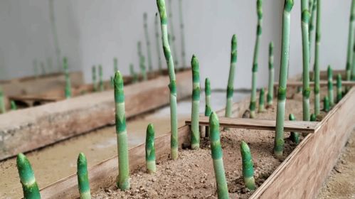 打造騰沖 翡翠天麻 品牌 助力全國林下天麻產區建設