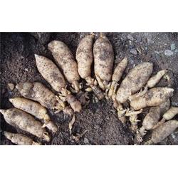 野生天麻功效 秦嶺山脈農(nóng)產(chǎn)品經(jīng)濟實惠 寧波野生天麻